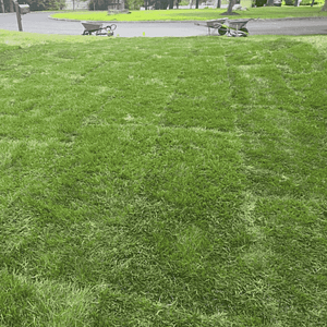 Zoysia Sod Installation in Tulsa OK